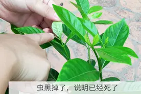 终于试验成功了！以后养花种菜再也不怕害虫了！