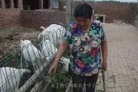 农村羊场不易，居然喂羊用黄瓜，成本低，羊奶好，看了才明白！