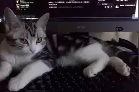 喵星人不全是宠物中的傲娇帝！有的猫咪不仅不会唯我独尊，还帮主人玩游戏图片