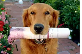 金毛：神经病啊，我也要面子的好吗！图片