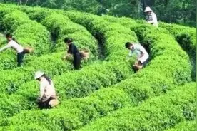 陇南地区这款绿茶让甘肃扬名，要成为丝绸之路上的新名片图片