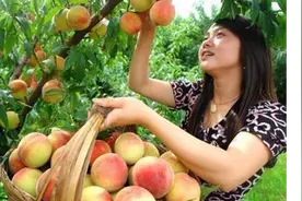 京津冀的朋友注意，平谷大桃可以采摘了，22万亩任你摘图片
