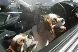 夏天千万别把狗狗单独留在车里，否则后果不堪设想图片