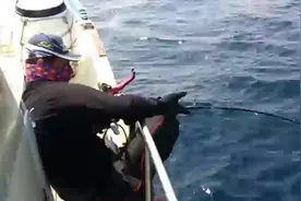 你见过吗？钓60多斤巨大红甘鱼。