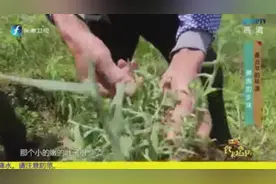 秋菊草是秋菊粿的主要原料，用它来制作秋菊粿，即着色又增香