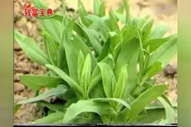 种植“王不留行”，成就致富梦想视频封面