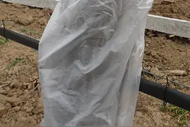 猕猴桃果园日志之嫁接图片