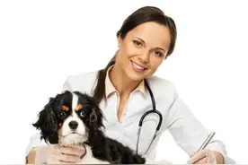 ​狗狗生病怎么办？宠爱教您13种应急小药方图片