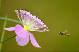 救急手册：被蜜蜂蛰了怎么办？图片