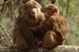 这只猴子竟然做了接生婆，以后都生二胎可能忙不过来图片