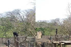 真不是人扮的，这只黑熊等食物站姿太像人！图片