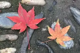 爱情是一罐蜜糖，思念是甜蜜的伤......图片