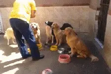 千万不要对狗狗说“开饭啦”，不然会笑场图片