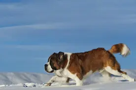 世界最伟大救援犬，就算是罪犯掉进水里它也义无反顾得救图片