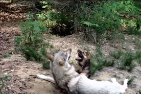 当一只成年灰狼遇到一只德国牧羊犬幼犬，这场面实在是太意外了！图片