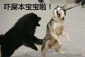 无表情不聊天，哈士奇表情包拿走不谢！图片