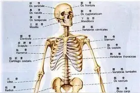 人体206块骨的名字，你知道多少？图片