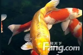 家里风水鱼养几条 家里养几条风水鱼好图片