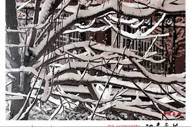 左艺:我这下雪了图片