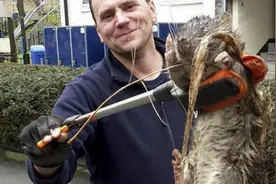 纽约惊现1.2米长巨型老鼠 比狗都大视频封面