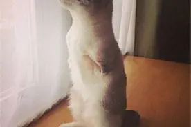 这是一只会“飞”的猫图片