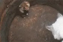 老鼠怕猫，那是谣传，一只小猫，有啥可怕。。。图片