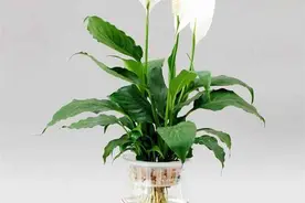 白掌（白鹤芋）的叶子发黄萎蔫是怎么回事？图片