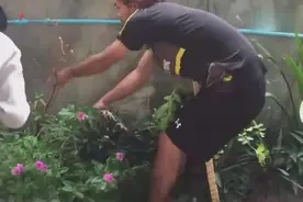 大蛇闯入男子家中，看男子怎么对付它！视频封面