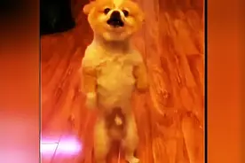 这只愤怒的博美犬持续站着从黄昏到黎明，就是不爽自己的毛被剃了图片