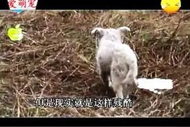 被遗弃荒野的小狗，是如何苦苦挣扎求生的！泪奔！图片