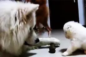 24天小萨摩就敢对狗妈妈这样，还发出怒吼，真是萌萌哒！图片