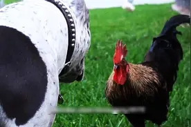 这只公鸡中的战斗鸡！竟然敢和斗牛犬打架，这是要上天啊！图片