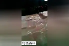 实拍疯狂捕鱼，这几个人跳到湍急的河水里捕大鱼，真是够拼的！图片
