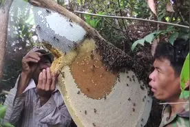 柬埔寨农民野外割天然蜂蜜，看着好爽视频封面
