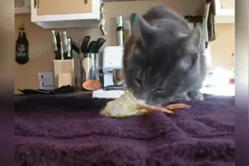 终于看到猫咪吃小鸡，还吃的津津有味