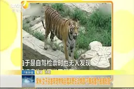 女子执意带宠物狗自驾游野生动物园 不慎将爱犬掉落虎园视频封面