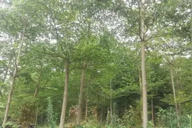 植物美图赏析：小叶榄仁树高清图片视频封面