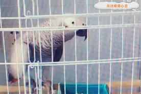 鹦鹉见主人刚从外面回来：回来啦？噢~亲爱的，亲个大嘴！