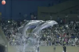 苏岩带女儿逛海洋馆看海豚表演！