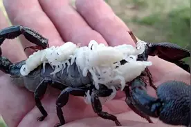 黑蝎子产下白白的小蝎子，原来蝎子小的时候也这么可爱视频封面