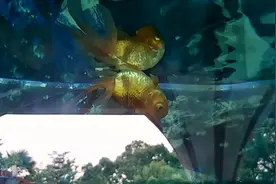 这两条金鱼为什么 紧紧地贴在一起？视频封面