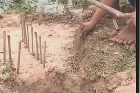 实拍：黑鱼爬进岸上陷阱的过程，农村小伙制作滑溜溜的鱼道轻松捕抓鱼群视频封面