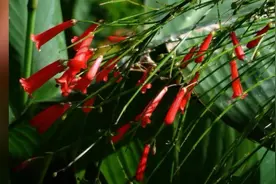 植物美图赏析：爆仗竹高清图片视频封面
