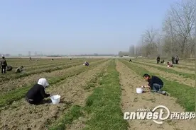 勉县：技术送到田间 2000亩猕猴桃完成春季嫁接图片