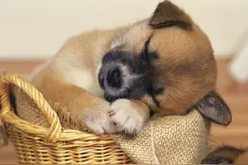 幼犬不吃狗粮怎么办 了解是挑食还是生病图片