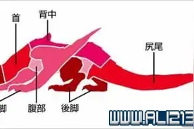 《怪物猎人Online》轰龙弱点、打法及注意事项图片