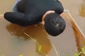实拍金龙鱼产子过程 竟然是从嘴里产小鱼