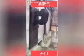 暴躁的大猩猩，快点开门，再不开把门卸下来视频封面