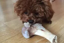 狗多大可以吃骨头 一般三个月以后进入换牙期图片