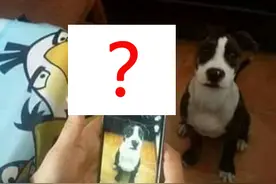 简易宠物拍摄法图片